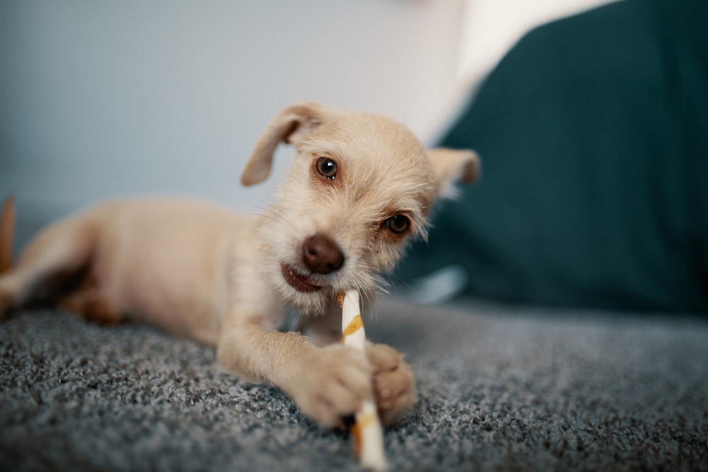 tan and white short coated puppy