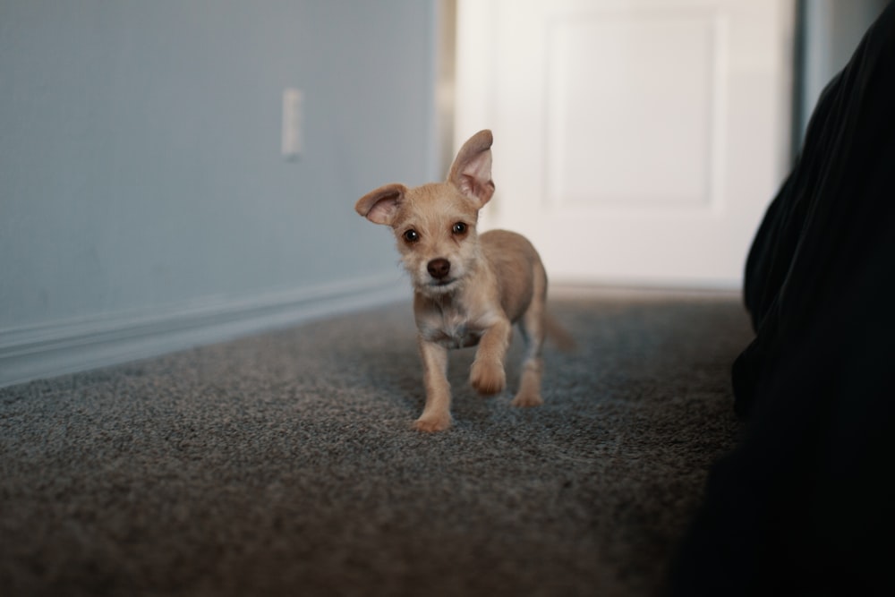 chihuahua puppy standing on area rug