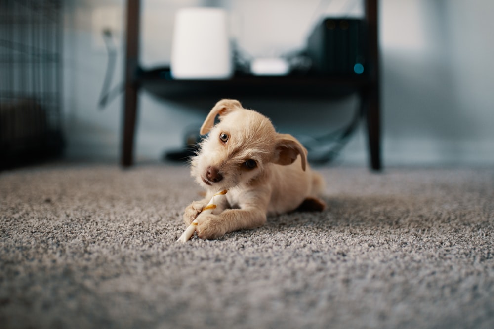 selective focus photography of brown puppy