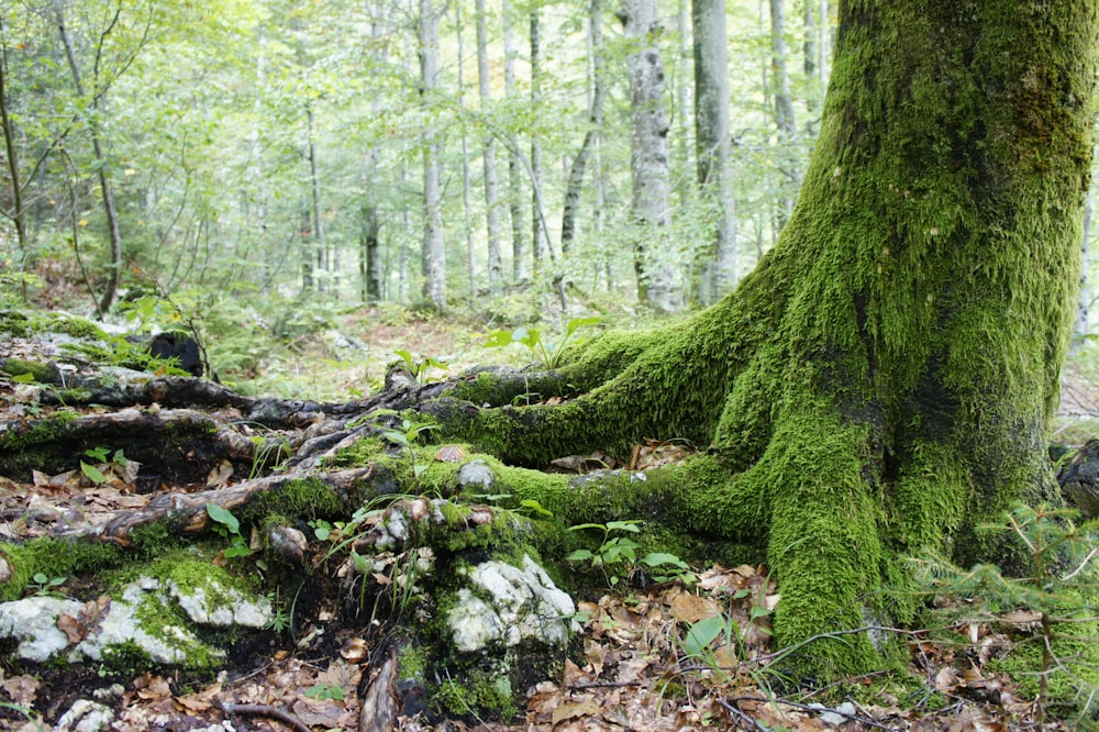 moosbedeckte Baumwurzeln und Stamm im Wald