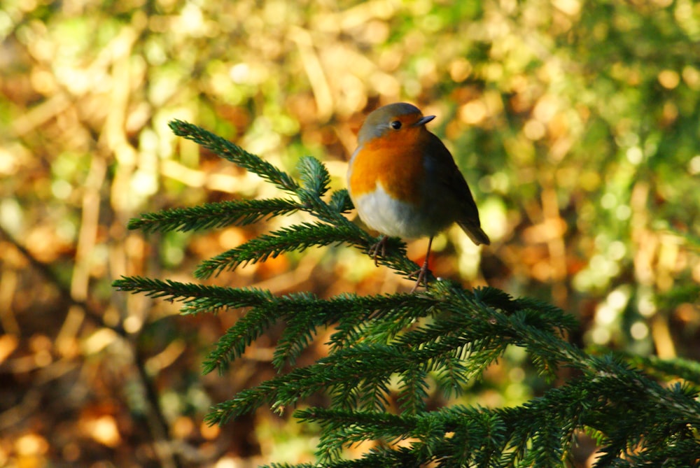 bird perch on green pine tree