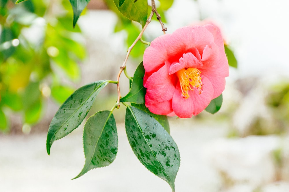 close-up photography of pink flower