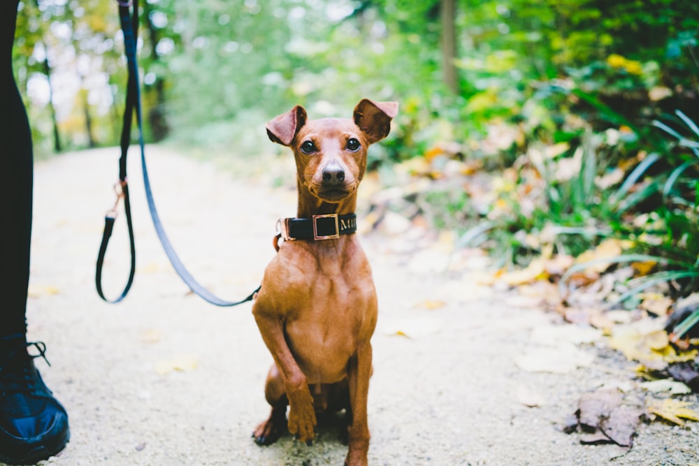 dog with leash