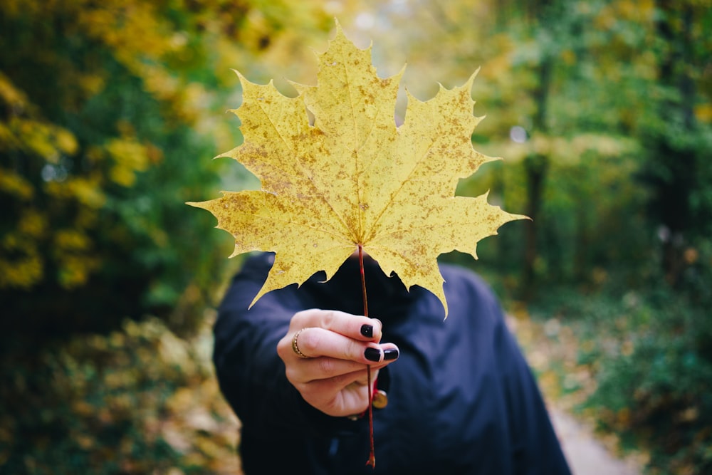 person holding yellow oak leaf during daytime