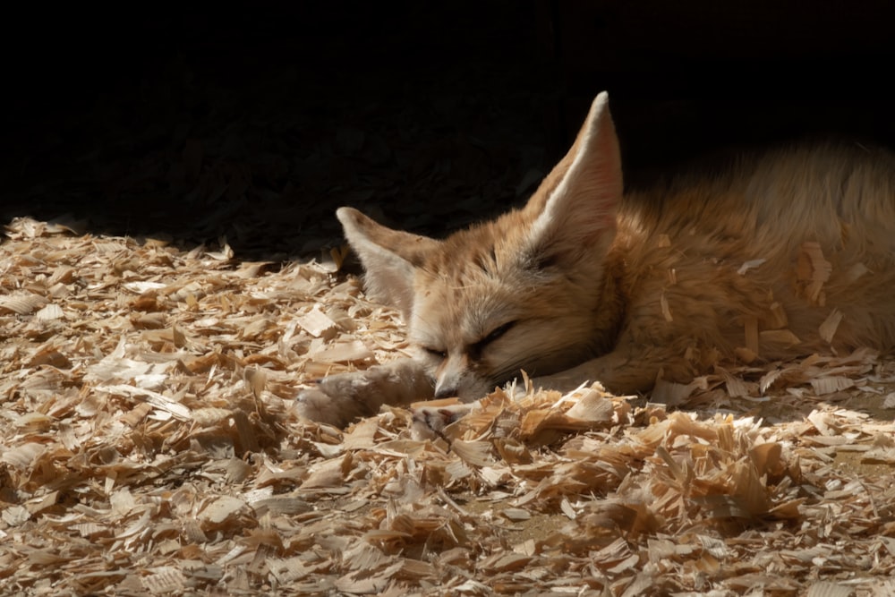 close-up photography of Fox