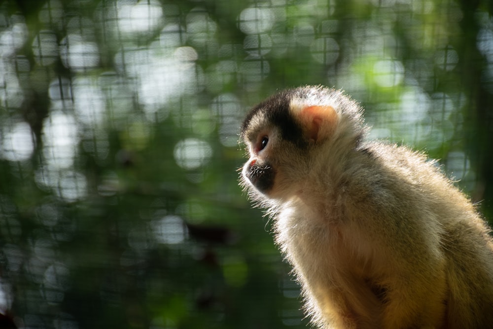close-up photography of white monkey