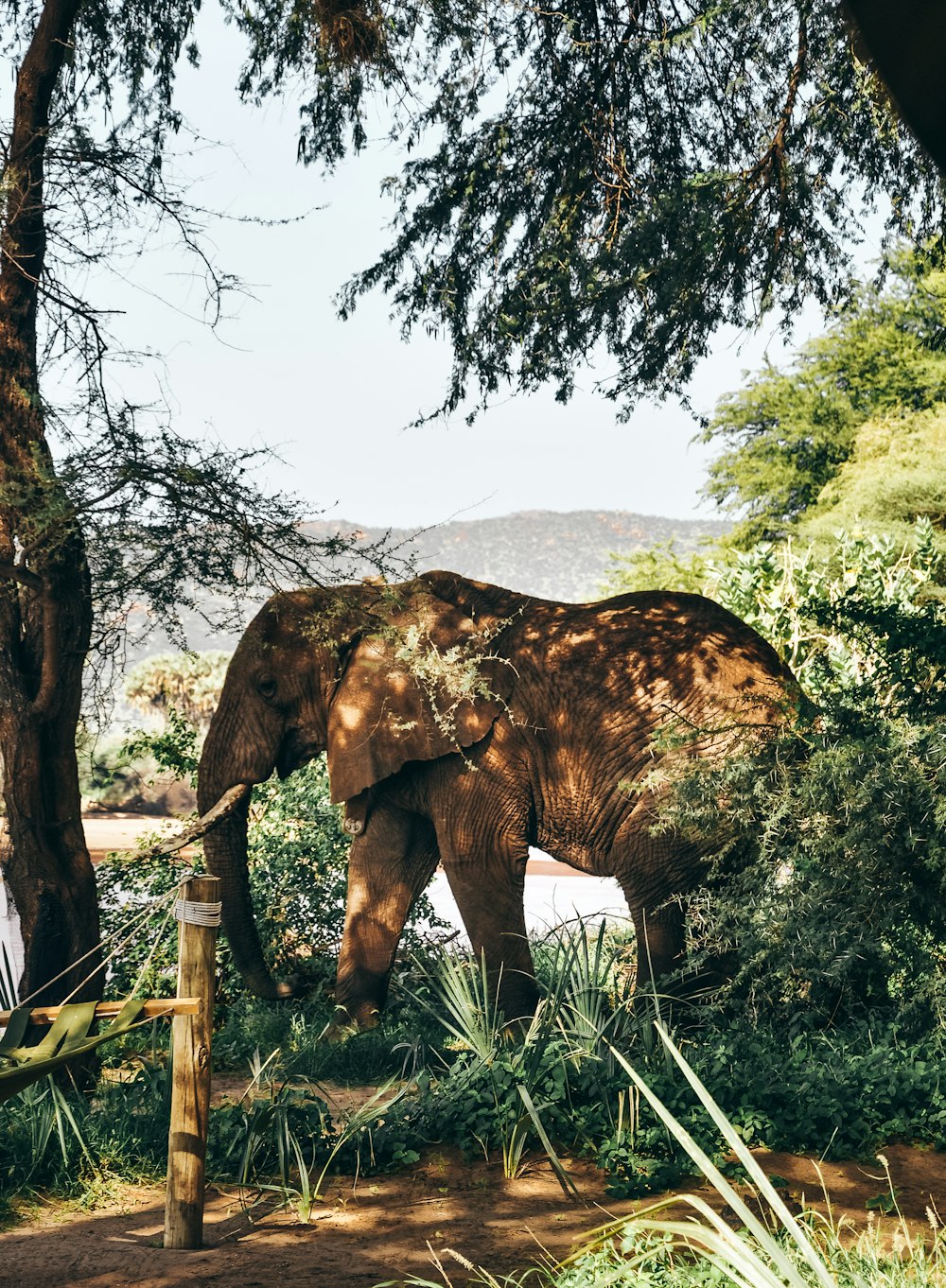 grey elephant behind trees