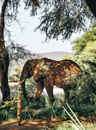 A close-up of a majestic elephant walking through lush Sri Lankan jungle.