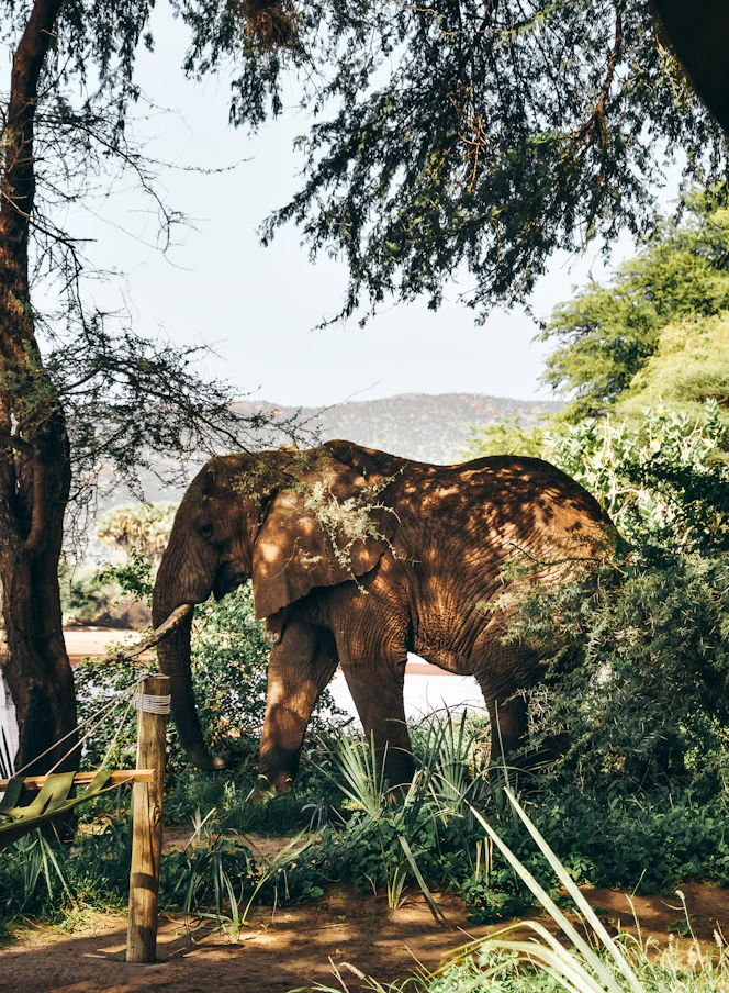 A close-up of a majestic elephant walking through lush Sri Lankan jungle.
