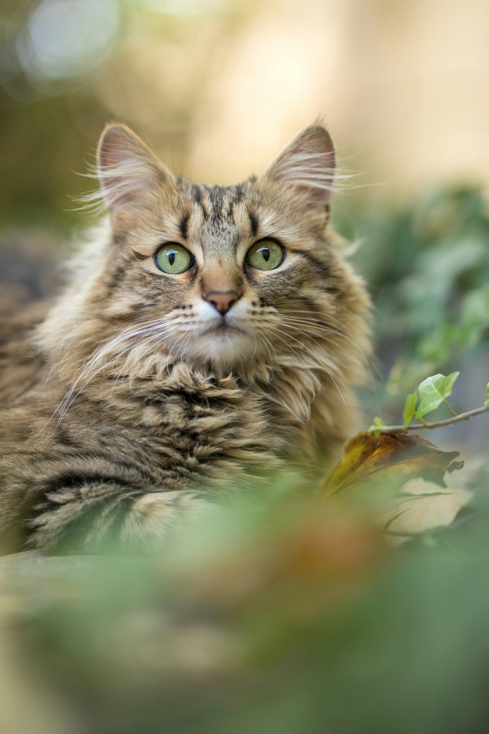 close-up photography of brown Persian cat