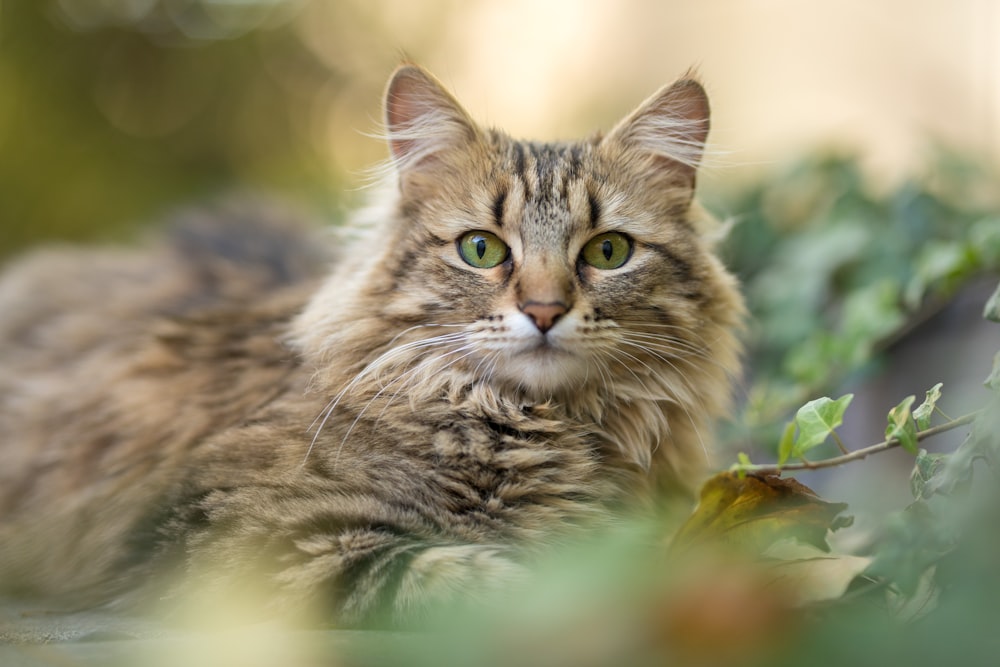 long-fur brown cat in selective-focus photography
