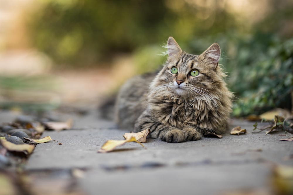 Photo de mise au point superficielle de chat brun