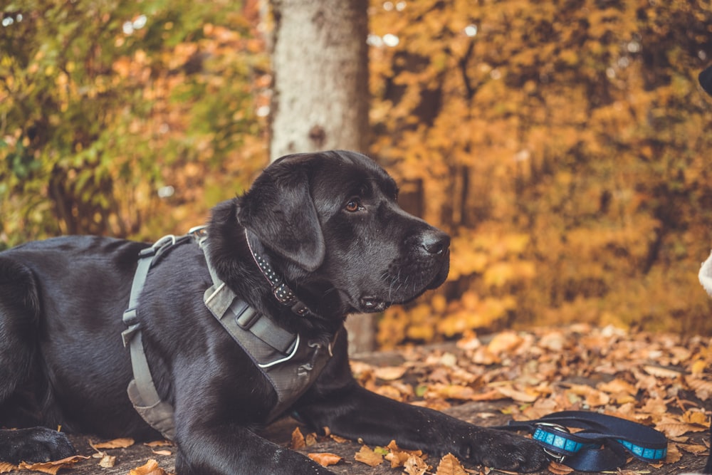 black Labrador retriever on ground