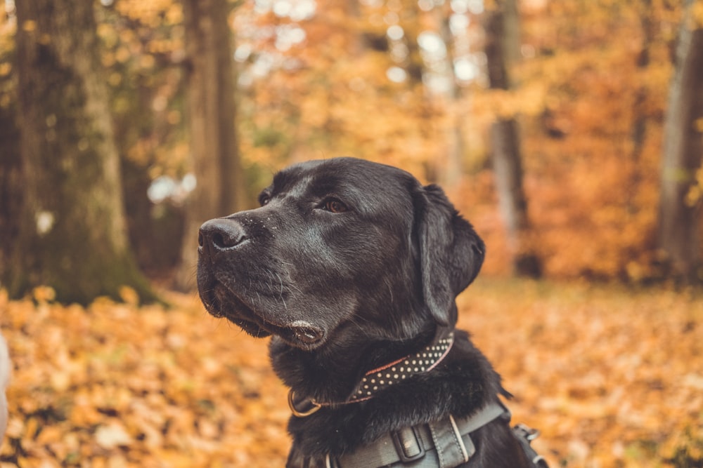 black Labrador retriever with collar