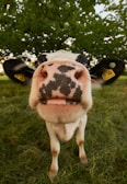 white and black cow
