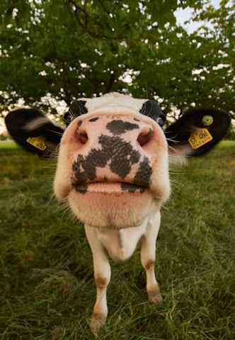 A close-up of a cow with its face prominently in the foreground, featuring distinct black markings on a white face. The cow's nose and ears, which have yellow tags, are clearly visible. It stands on grass with a background of leafy green trees.