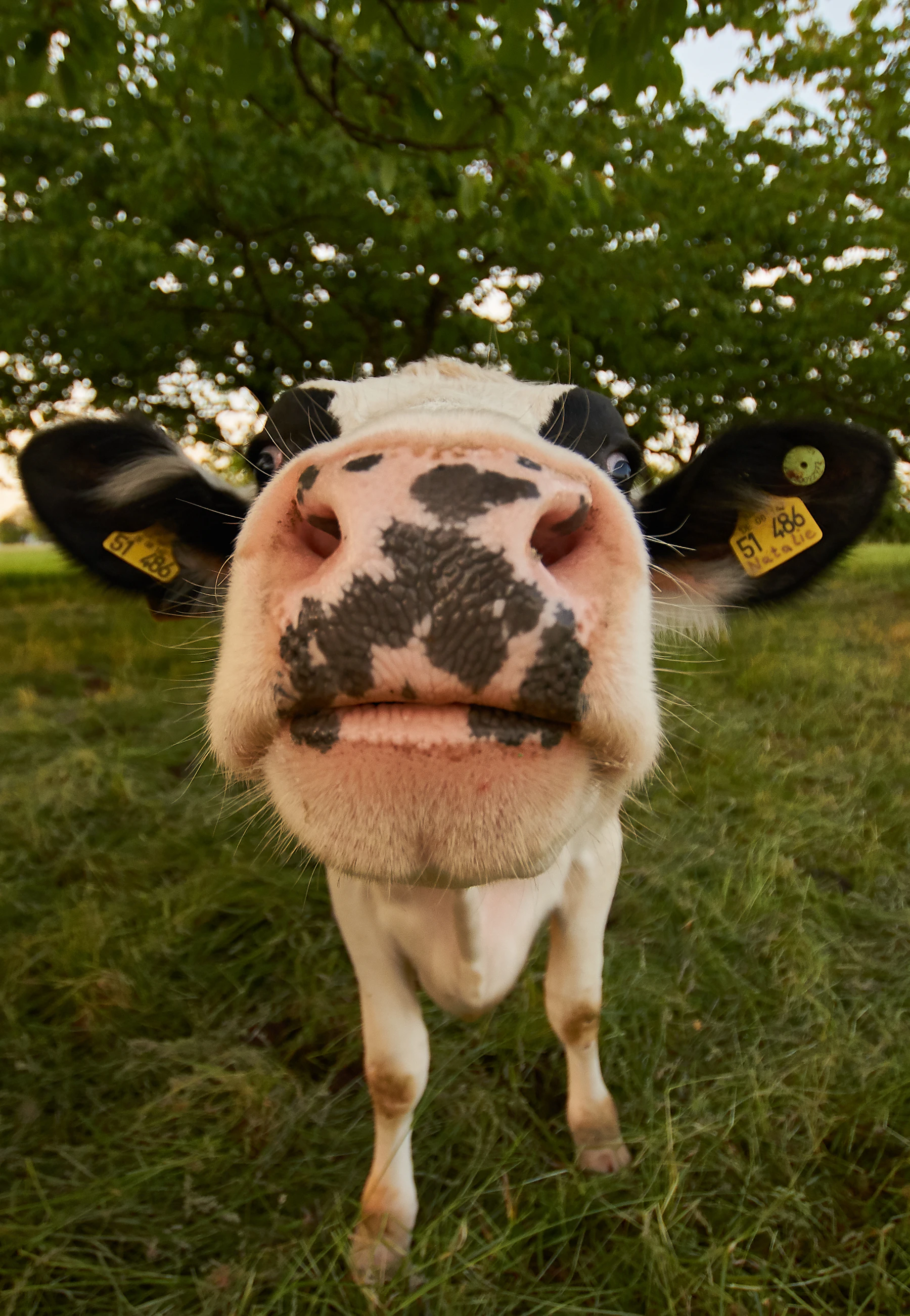Livestock grazing in a natural landscape