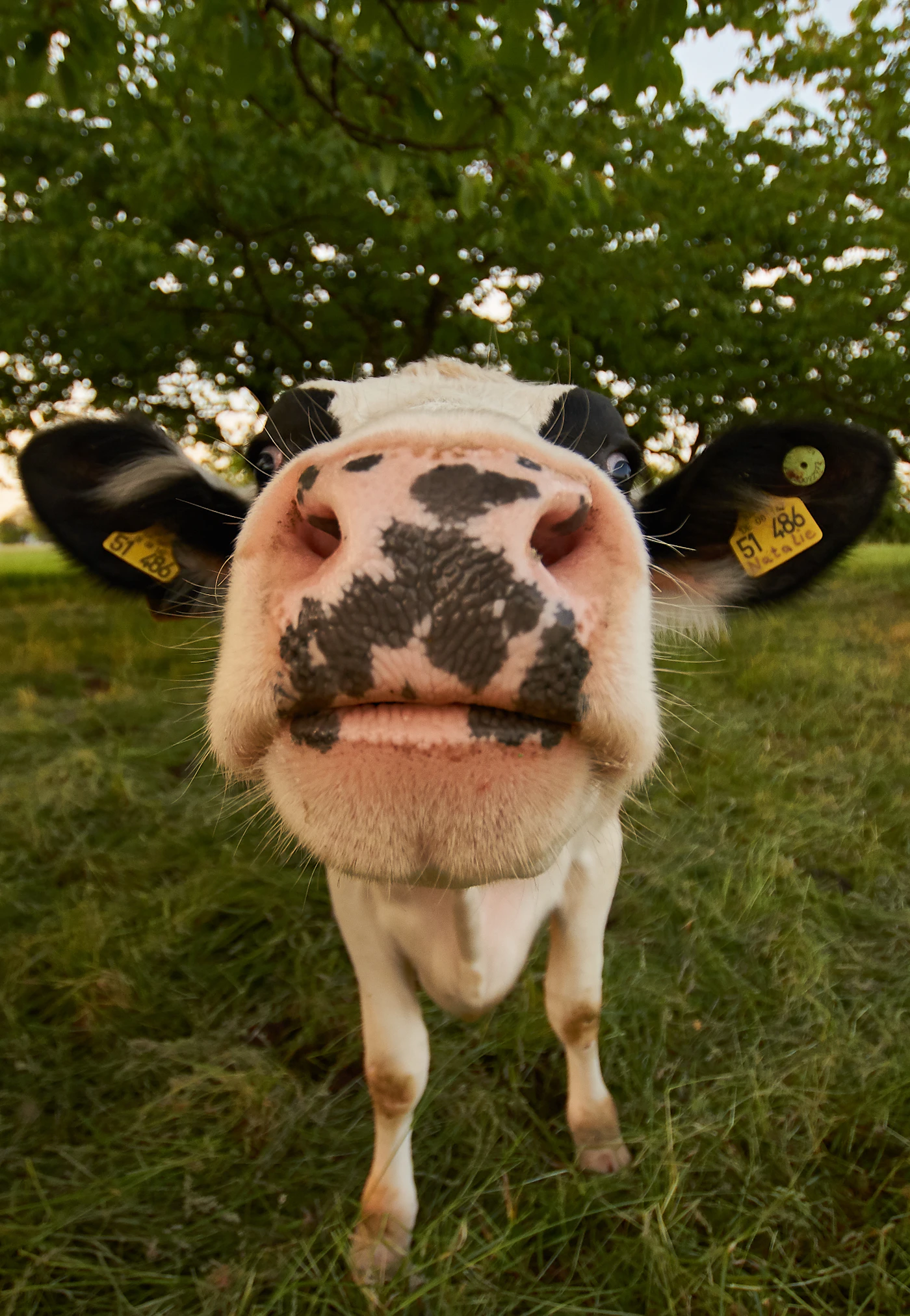 Cattle grazing