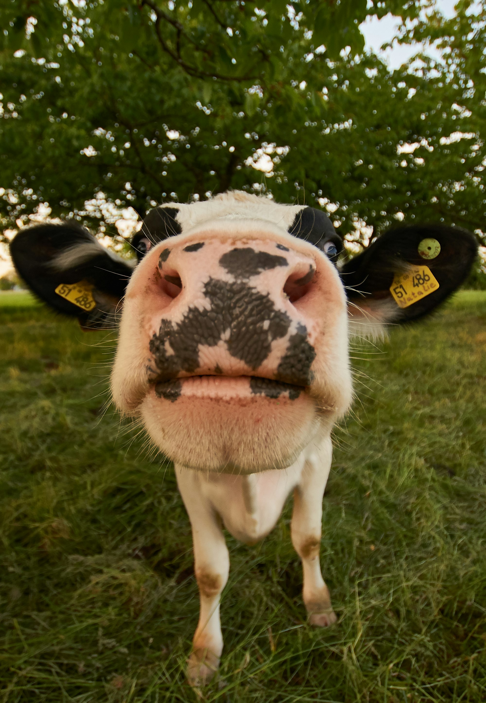 picture of a cow inspecting the camera. (not a South Mountain Cow)