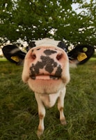 Cow face