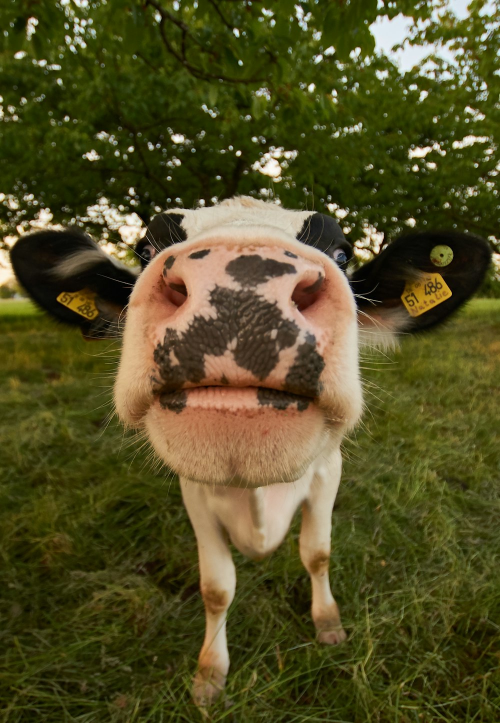 vache blanche et noire