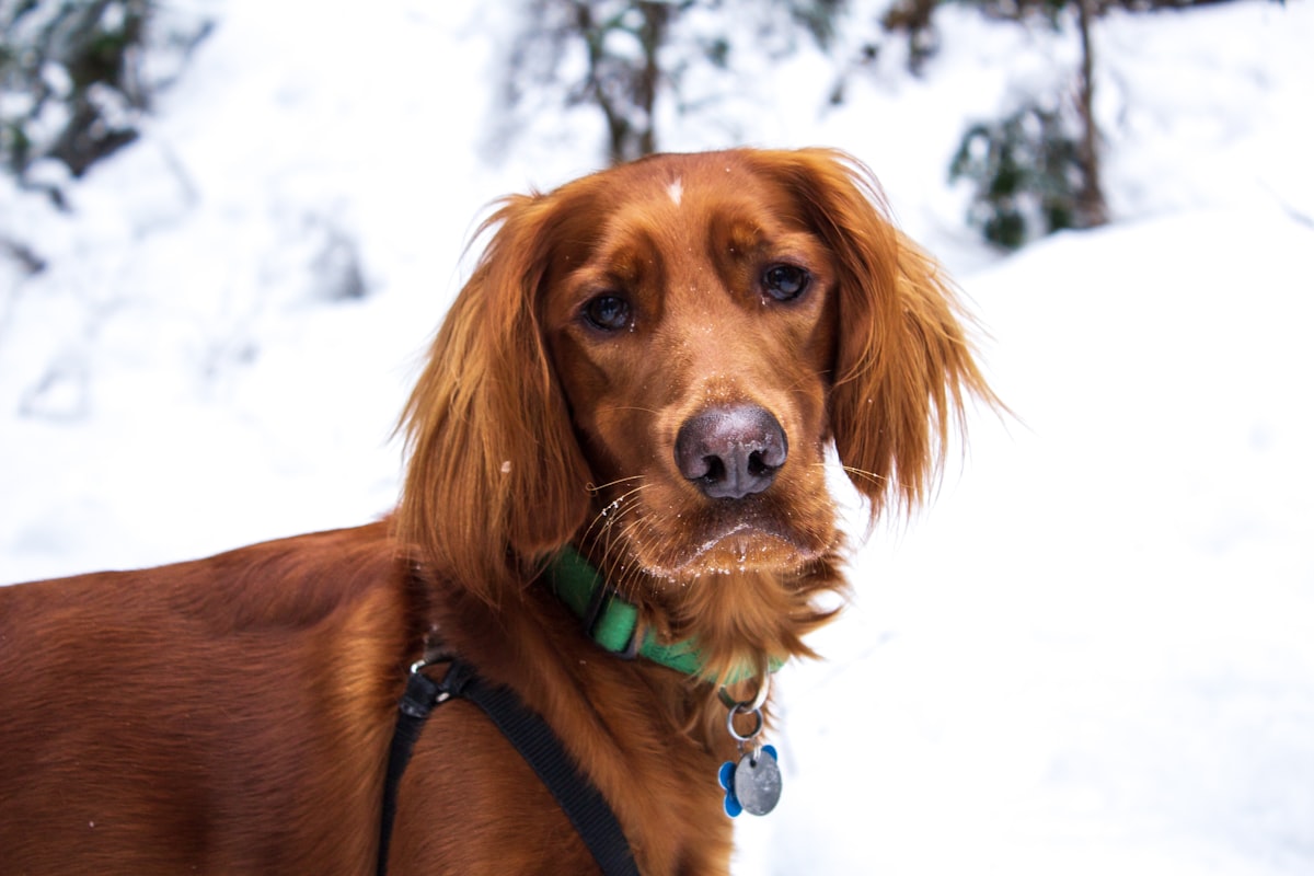 Brown dog standing alert in snowy conditions