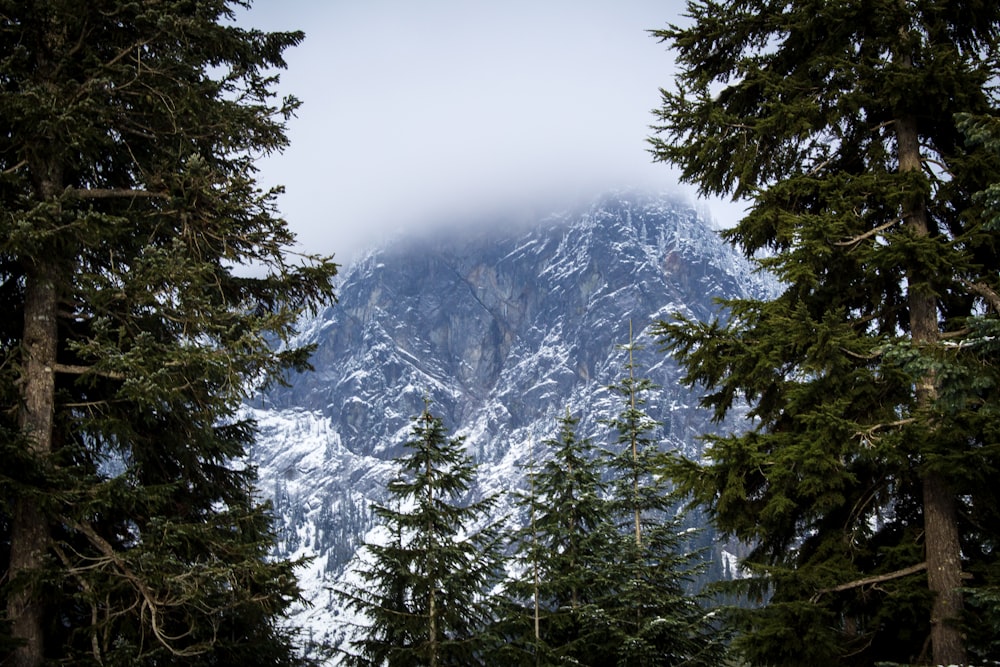 green pine tree and icy mountain scenry