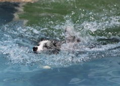 dog swimming on body of water
