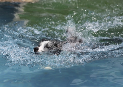 A dog is swimming energetically in a body of water, with its head above the surface and its wet fur glistening. The water around the dog is splashing and creating ripples and foam, and the background shows a mix of blue and green hues, suggesting a pool or a natural pond.