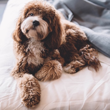 brown puppy on bed