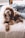brown puppy on bed