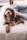 brown puppy on bed