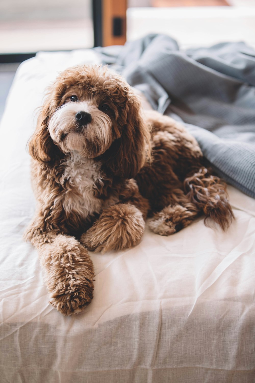 filhote de cachorro marrom na cama