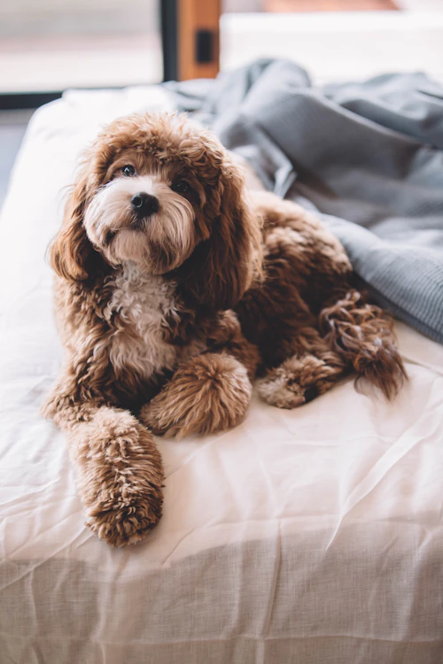 Köpek otelinde dinlenme alanı