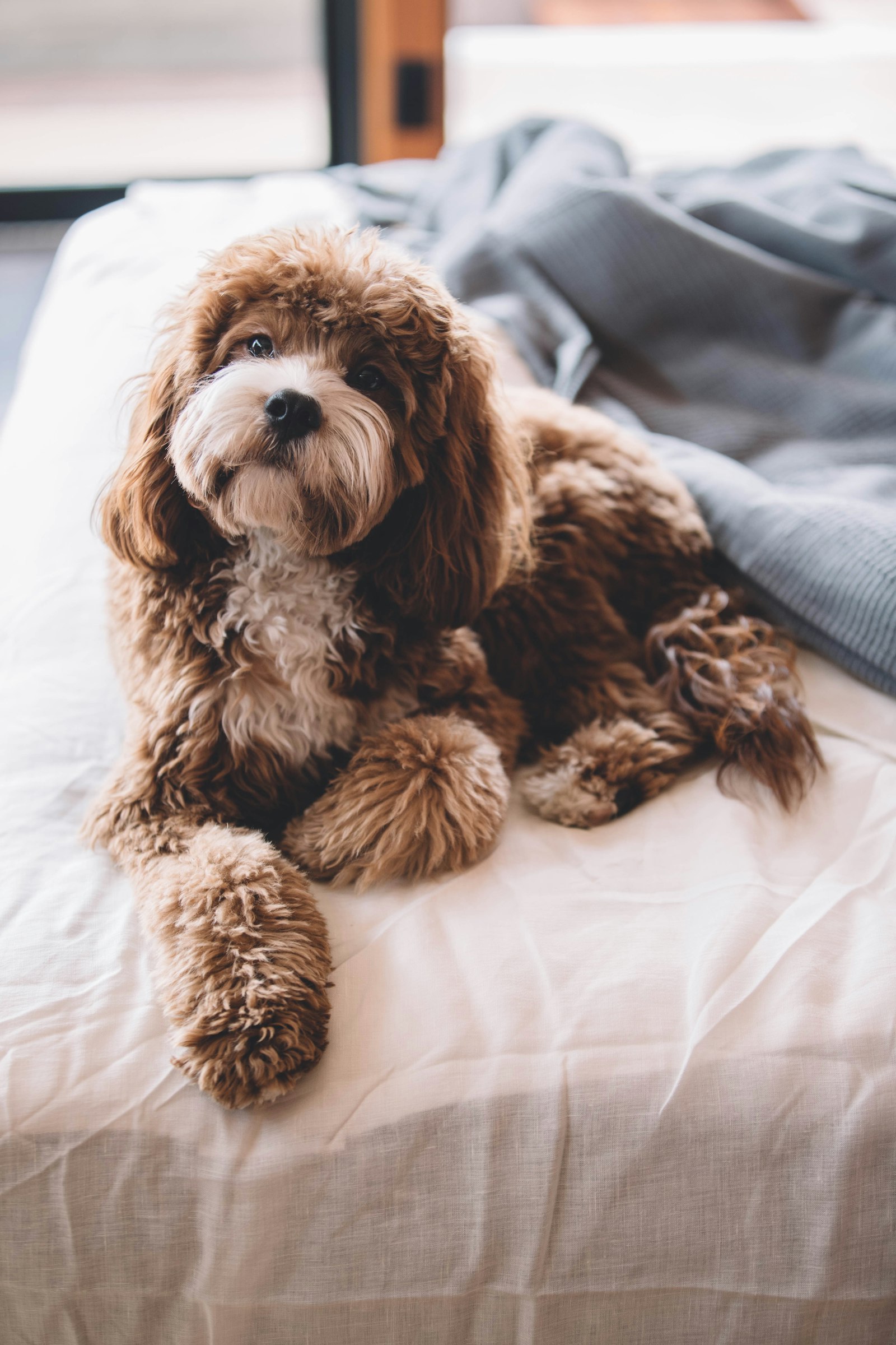 Canon EOS-1D X Mark II + Canon EF 70-200mm F2.8L IS II USM sample photo. Brown puppy on bed photography