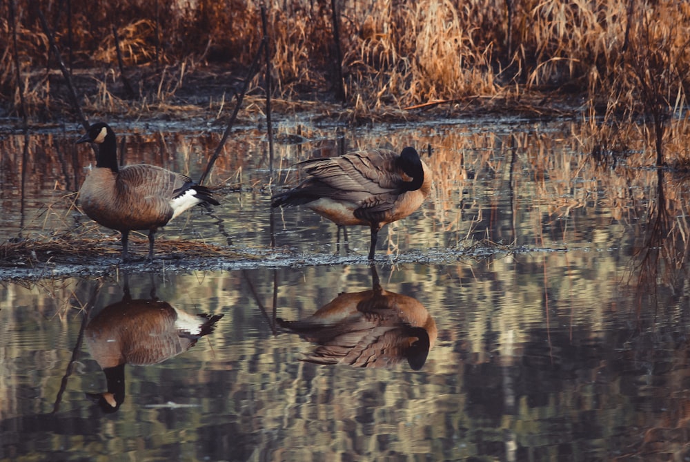 two mallard ducks on body of water