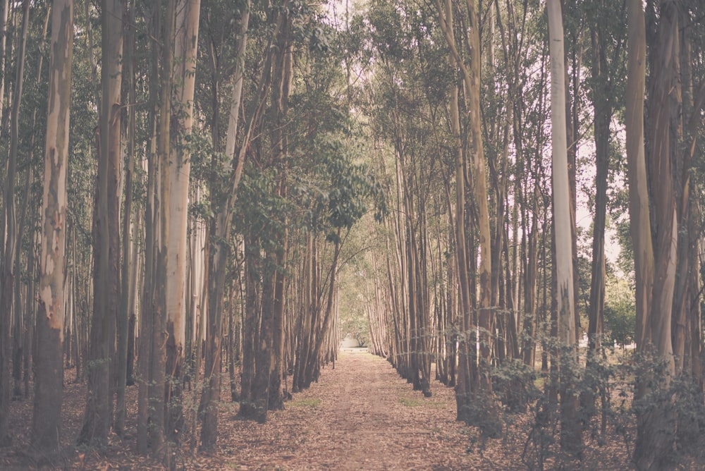 green-leafed trees during daytime