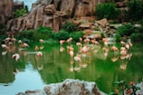 flock of pink flamingos at the body of water