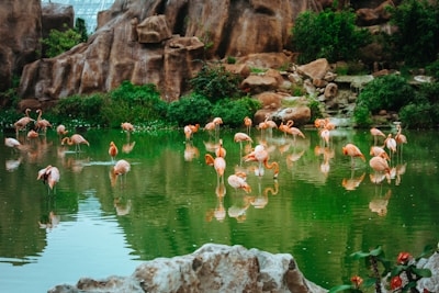 flock of pink flamingos at the body of water