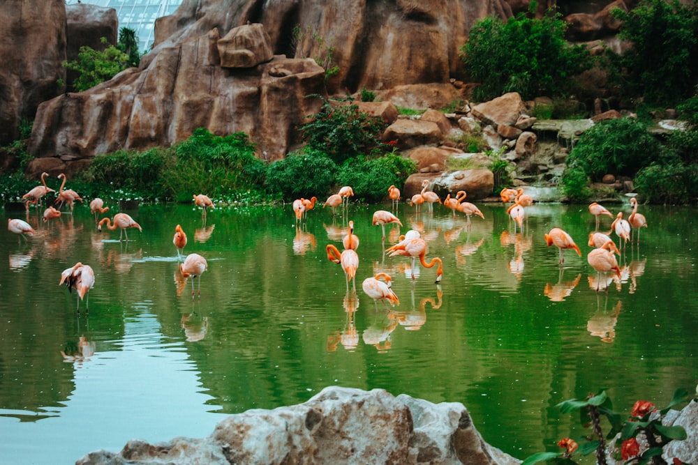 flock of pink flamingos at the body of water