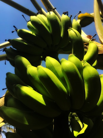 A close-up of ripe matooke bananas hanging in natural sunlight, highlighting their vibrant green and yellow hues.