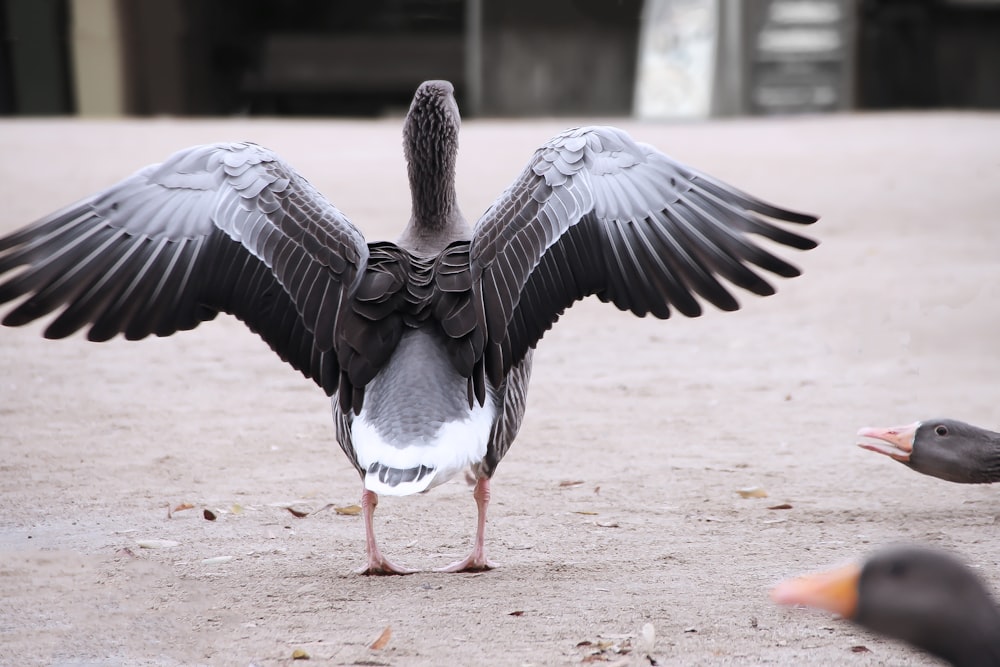 gray, black, and white duck