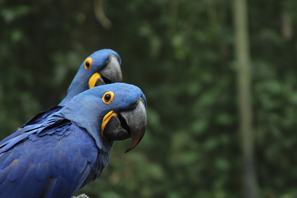 selective focus photography of two blue-and-yellow parrots