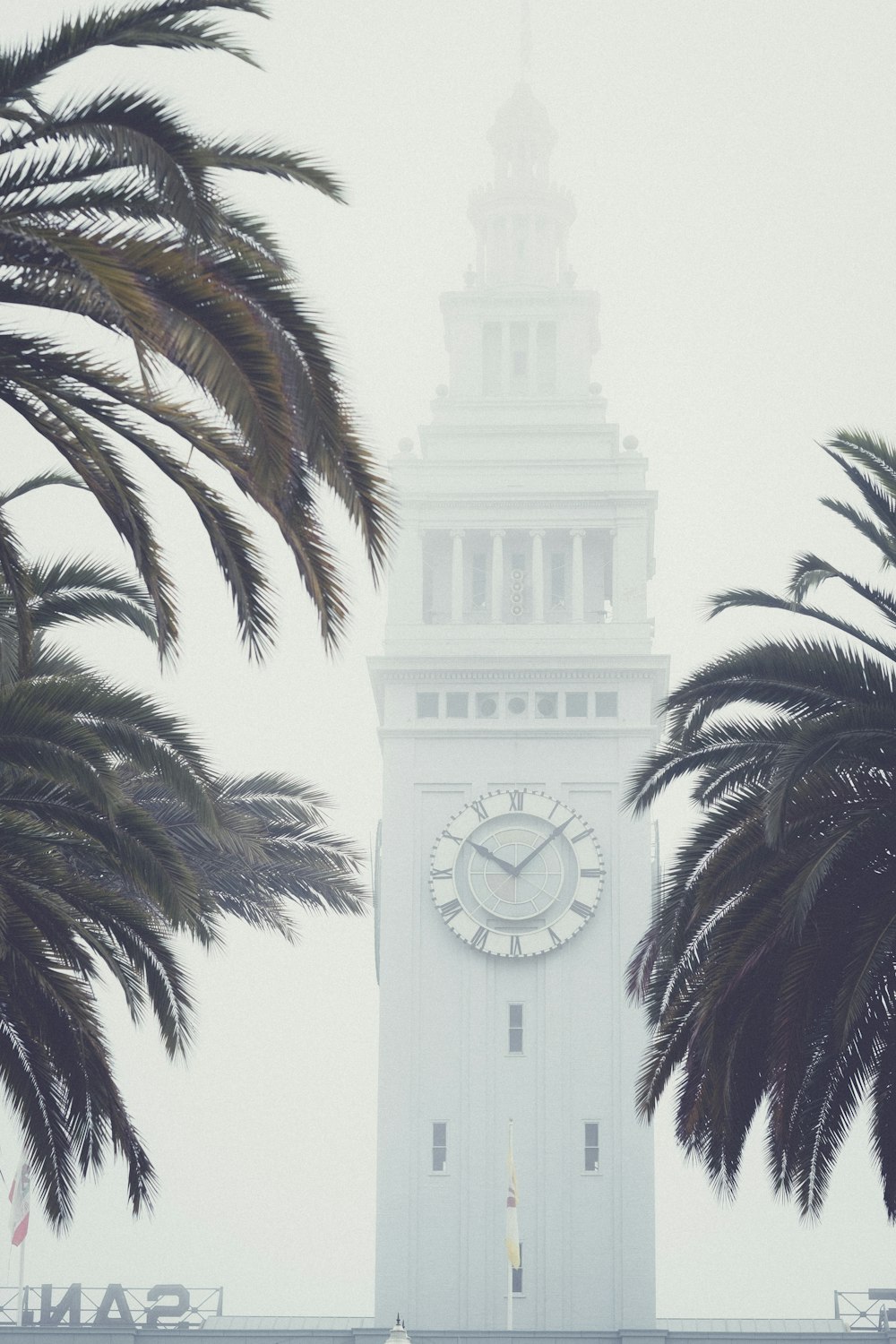 w palm trees in front of clock tower