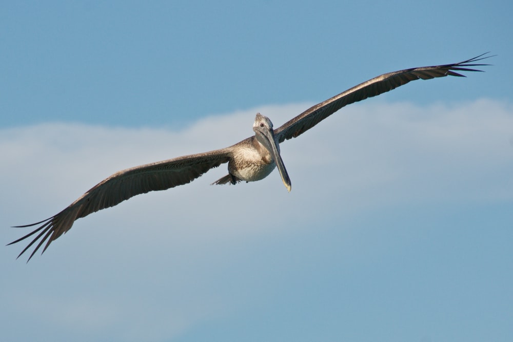 brown bird flying during daytime