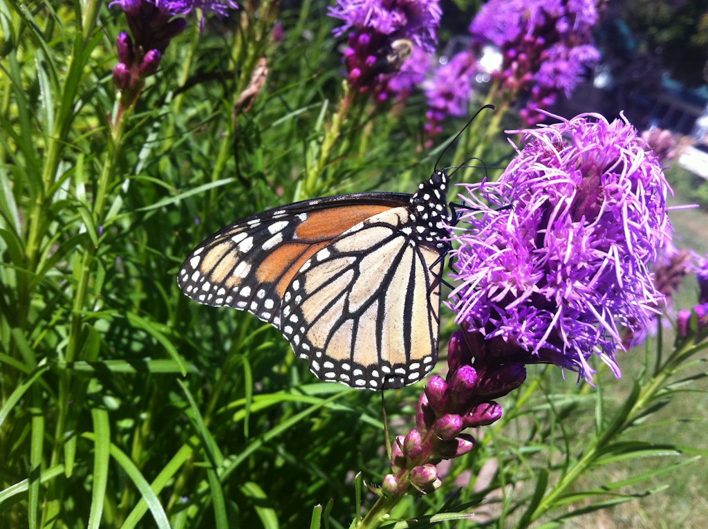 Monarch Waystation Plan