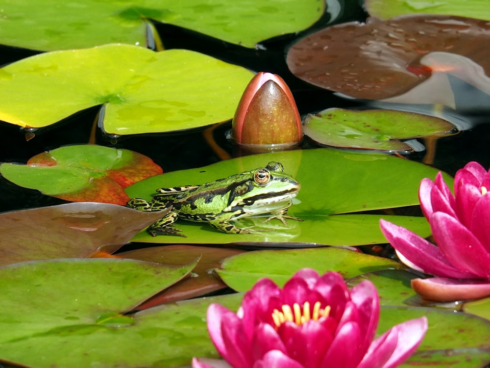 green frog on green leaf