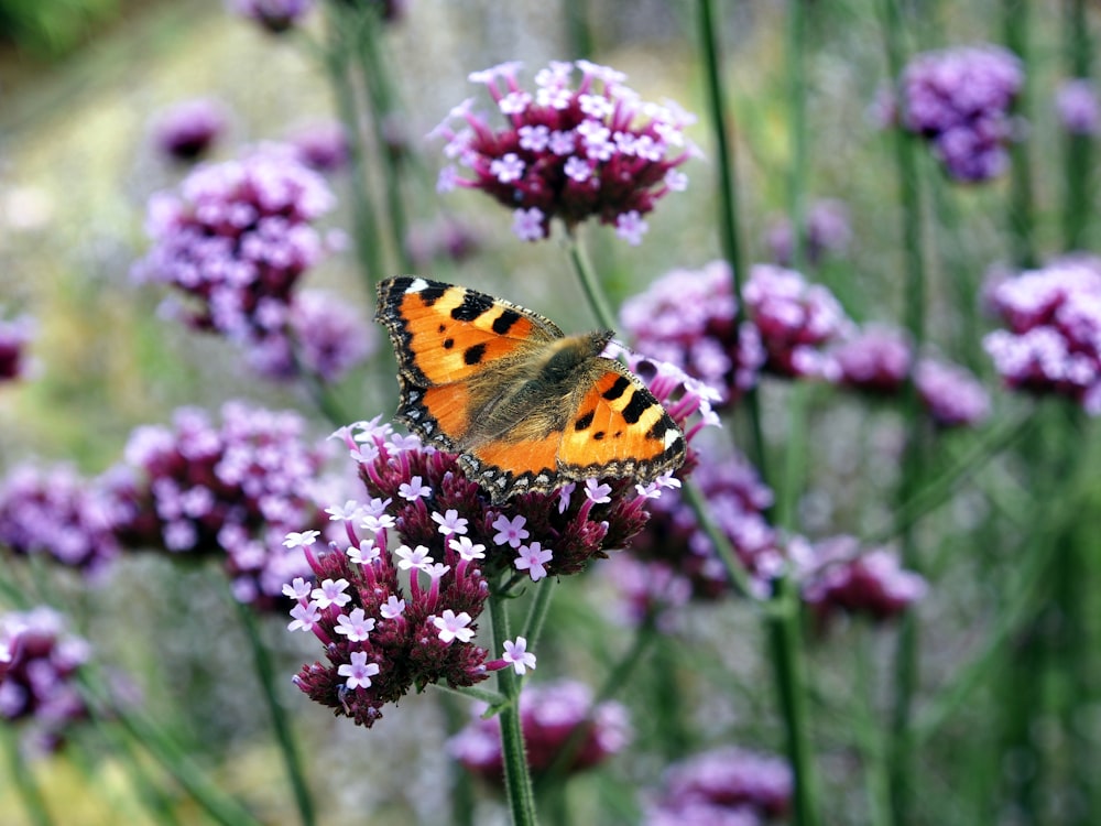 クローズアップ写真でピンクの花にとまるべっ甲蝶