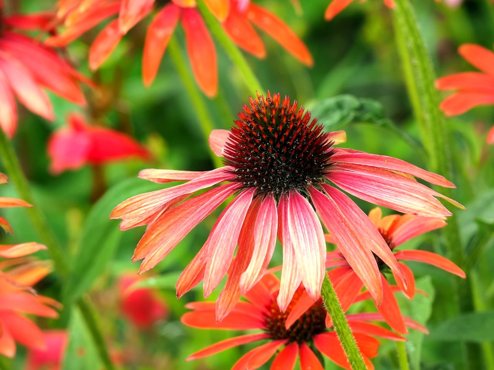 selective focus photography of pink-petaled flower