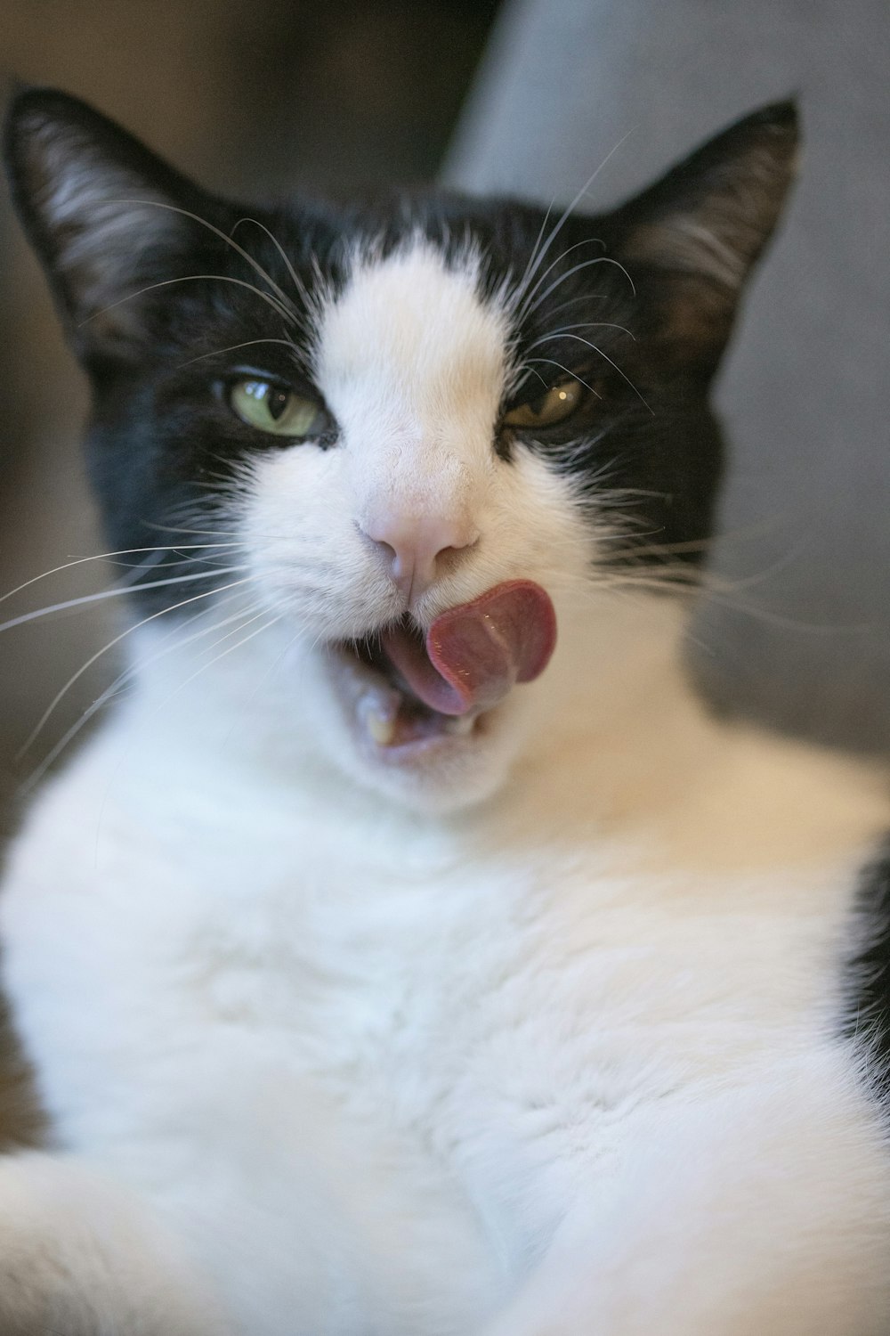 tuxedo cat with red eyes